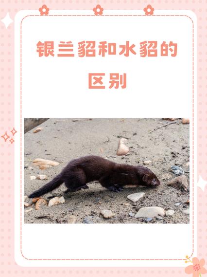 水貂配种前需掌握哪些关键技术？-图1
