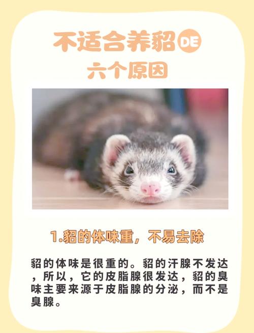 水貂配种前需掌握哪些关键技术？-图2