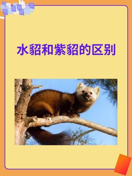 水貂配种前需掌握哪些关键技术？-图3