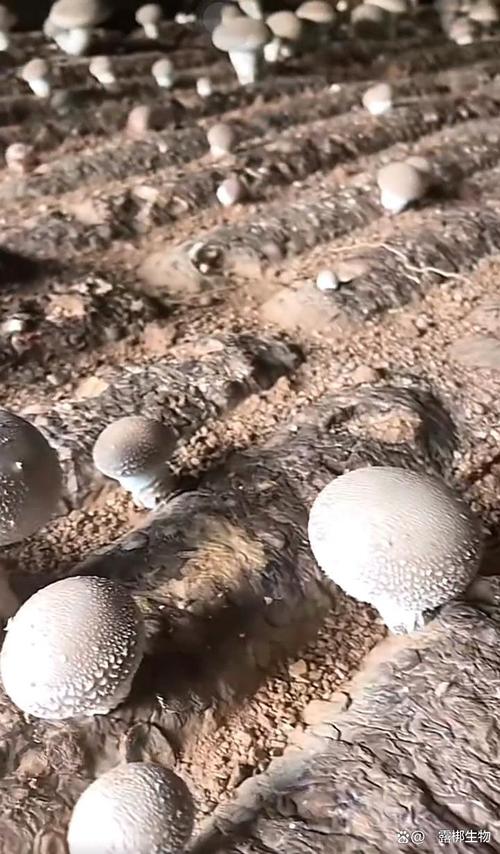 香菇种植灭菌技术有哪些关键要点？-图2