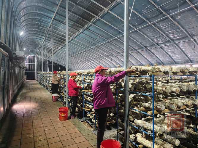 香菇种植灭菌技术有哪些关键要点？-图3