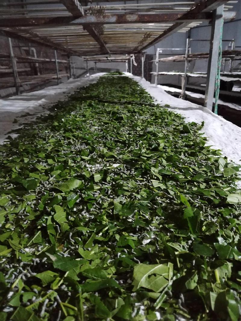 新型桑蚕养殖技术视频有哪些关键要点？-图1