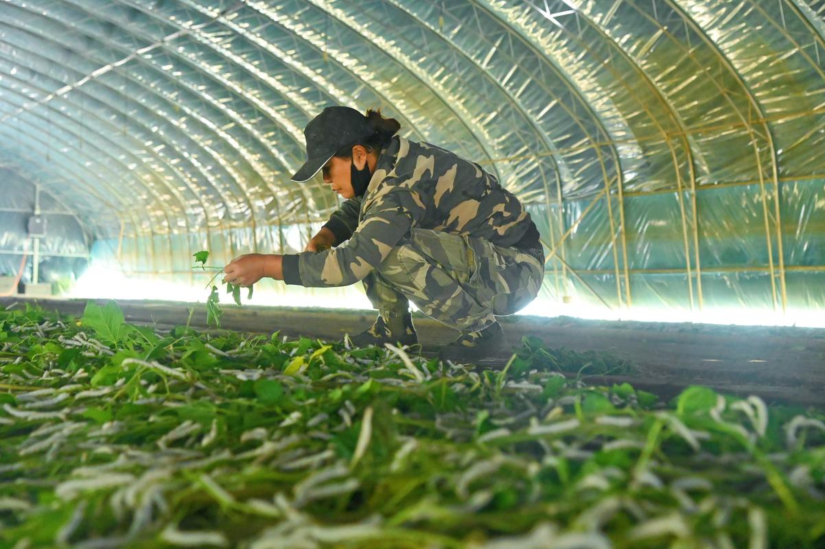 新型桑蚕养殖技术视频有哪些关键要点？-图2