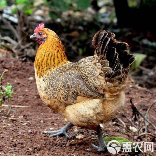 辽宁散养土鸡有哪些常见品种？-图1