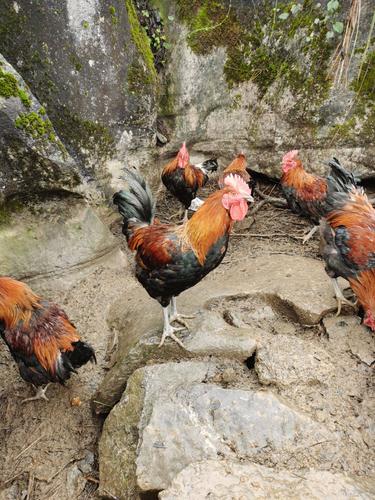 辽宁散养土鸡有哪些常见品种？-图3