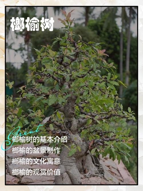 榆树能吃？啥品种可食用？-图1