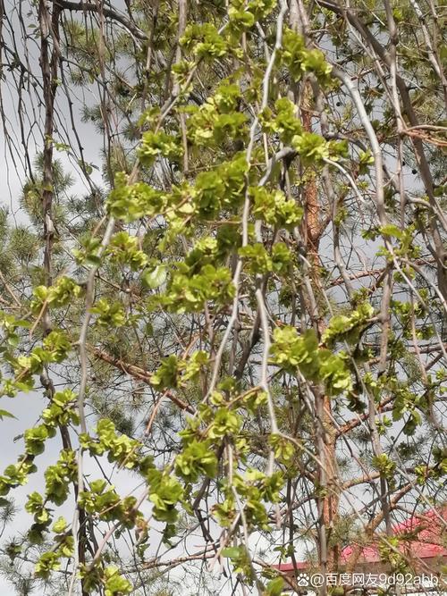 榆树能吃？啥品种可食用？-图3