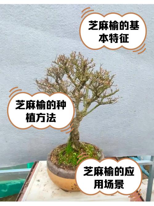 榆树能吃？啥品种可食用？-图2