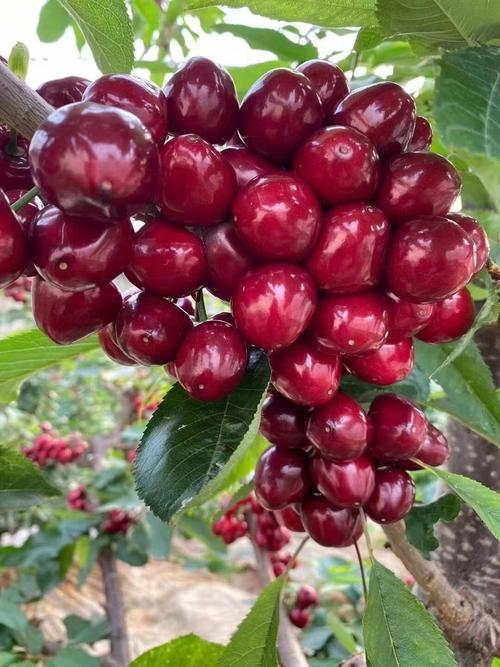 大樱桃什么品种最好吃-图2