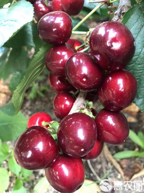 大樱桃什么品种最好吃-图3