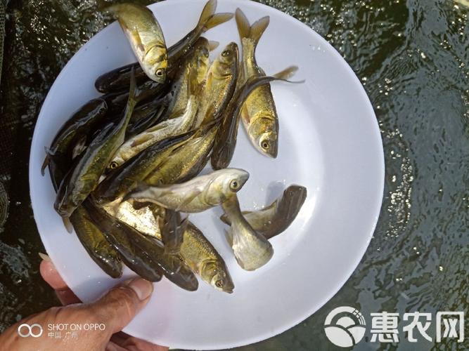 鲢鱼养殖技术视频有哪些关键要点？-图2