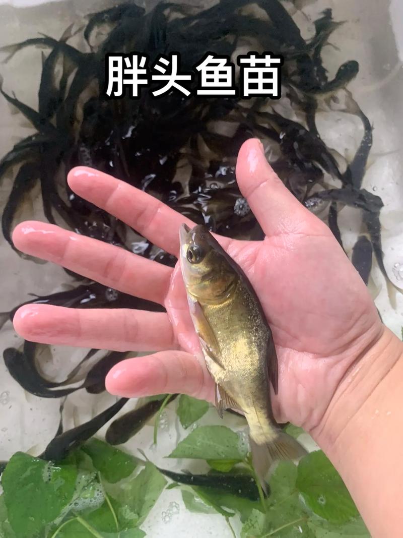 鲢鱼养殖技术视频有哪些关键要点？-图1