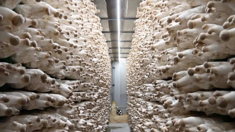 杏鲍菇种植技术与管理-图2