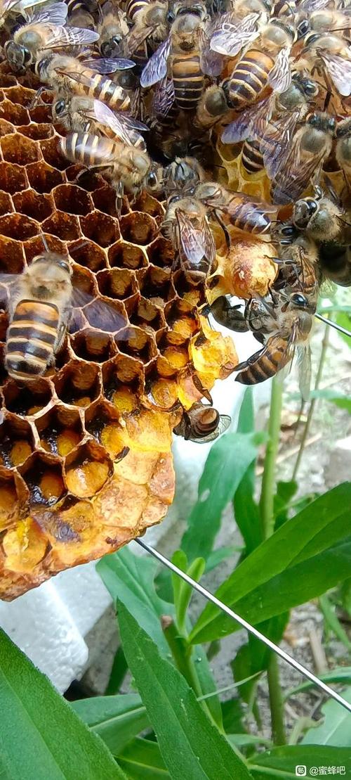 中华蜜蜂传统养殖技术-图1