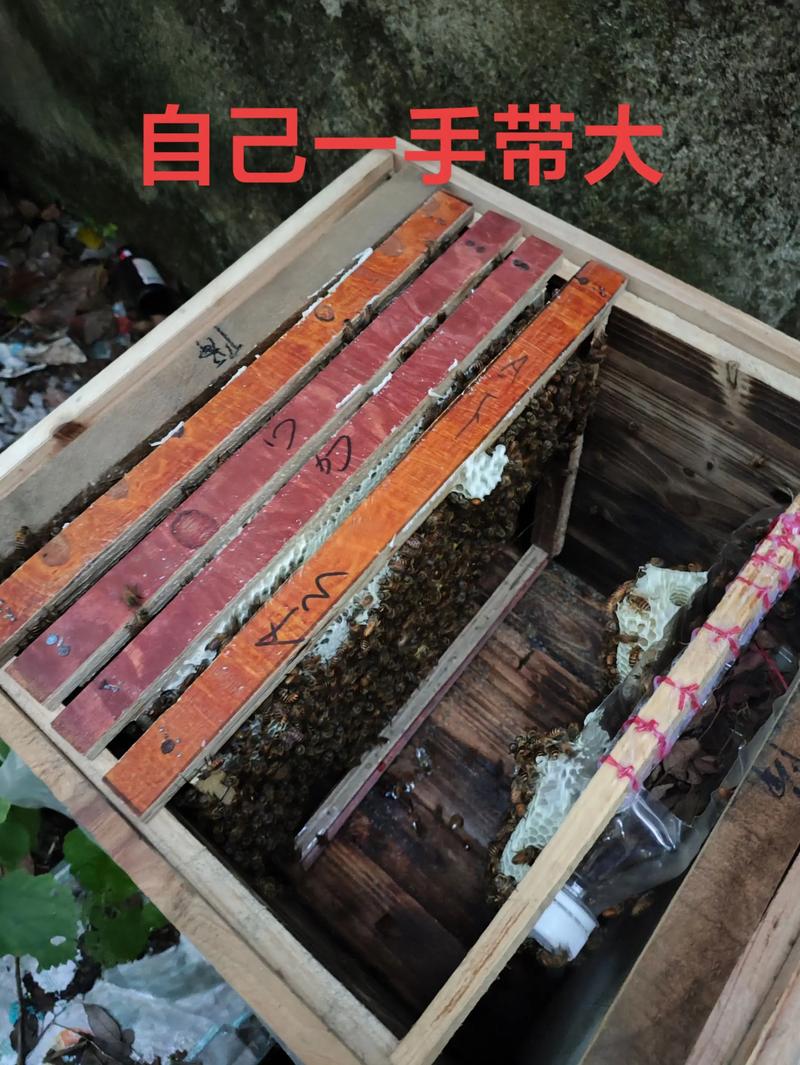 中华蜜蜂传统养殖技术-图2