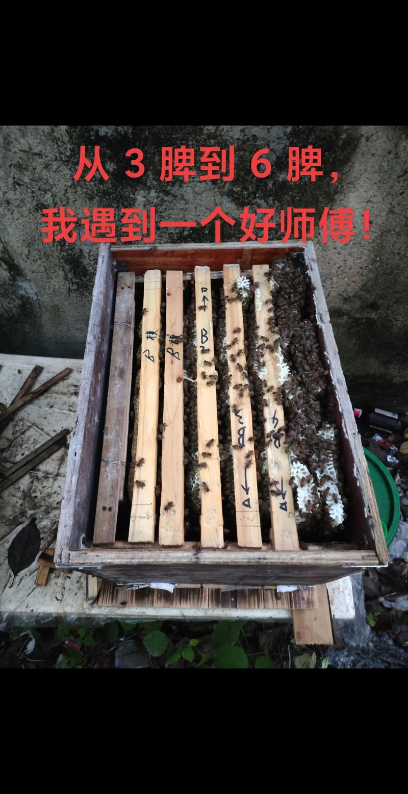 中华蜜蜂传统养殖技术-图3