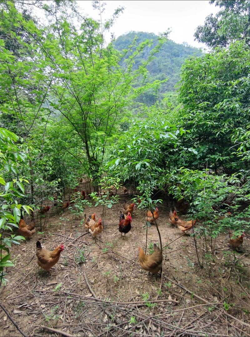 指导农户山鸡养殖技术-图1