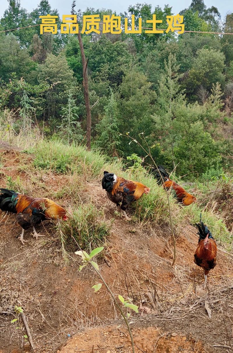 指导农户山鸡养殖技术-图2