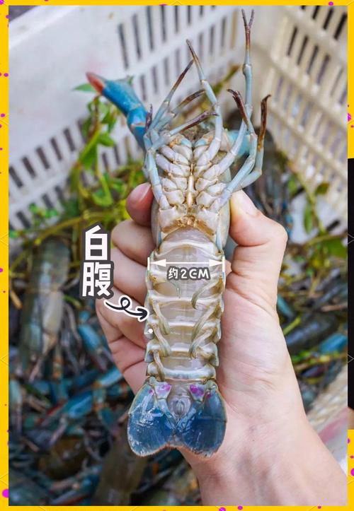 哪种淡水龙虾品种最好？-图2