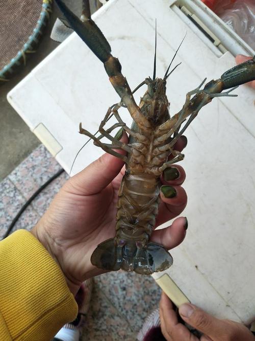 哪种淡水龙虾品种最好？-图1