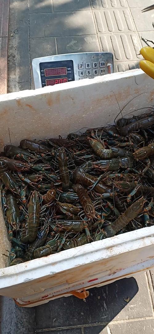 哪种淡水龙虾品种最好？-图3