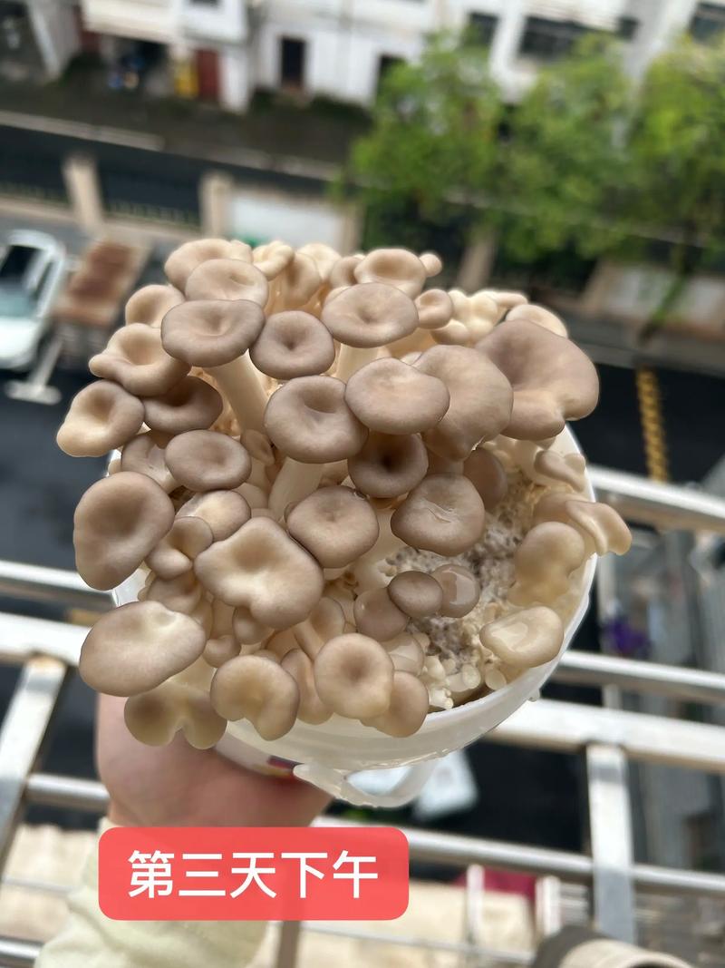 蘑菇种植视频，新手能学会吗？-图1