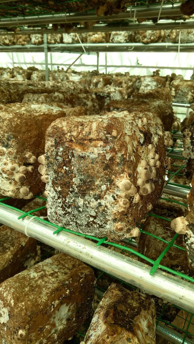 蘑菇种植视频，新手能学会吗？-图2