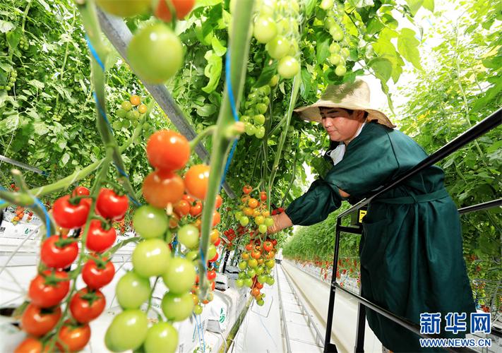 西红柿先进管理技术有哪些关键要点？-图3