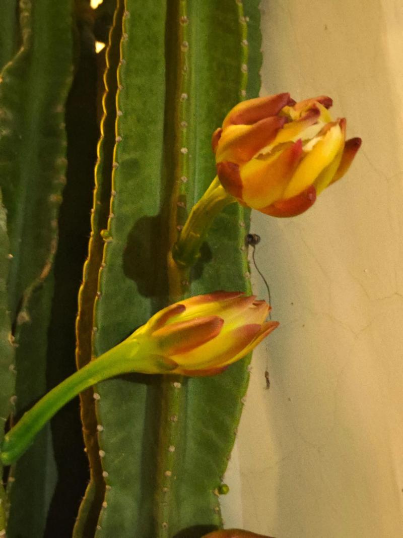 广西适合种什么花？-图1