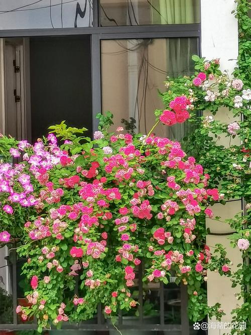 广西适合种什么花？-图2