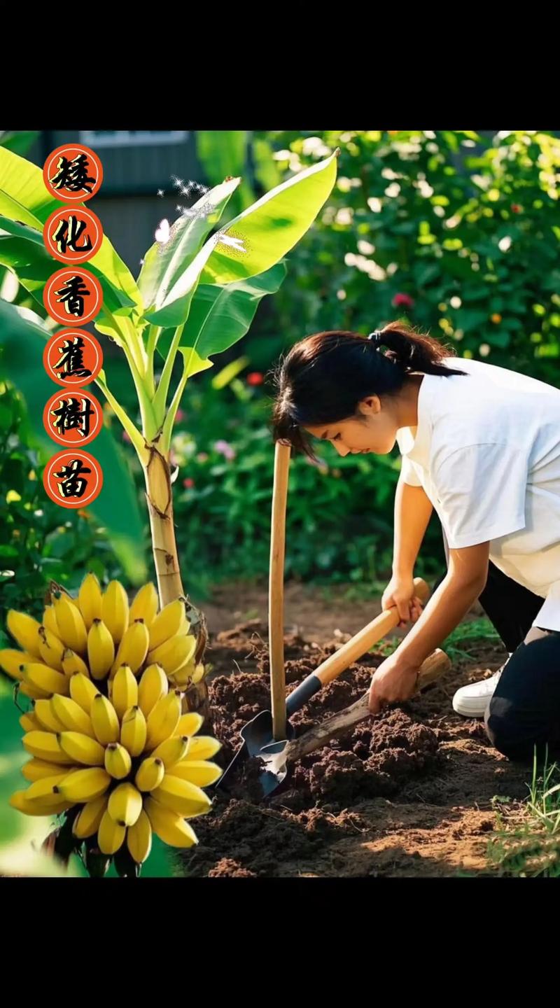 香蕉种植技术视频下载-图1