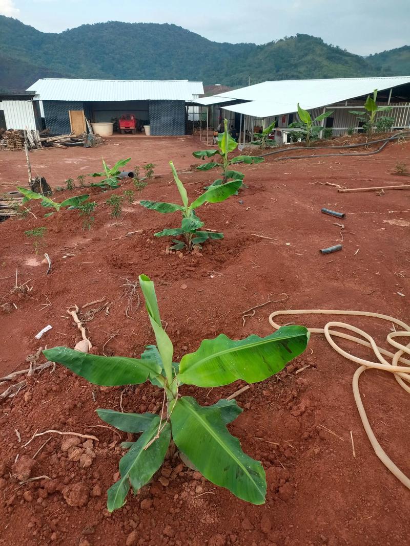 香蕉种植技术视频下载-图2