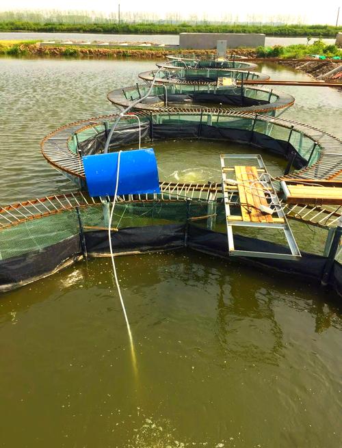 池塘网箱养罗非鱼技术要点有哪些？-图1