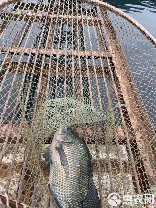 池塘网箱养罗非鱼技术要点有哪些？-图3