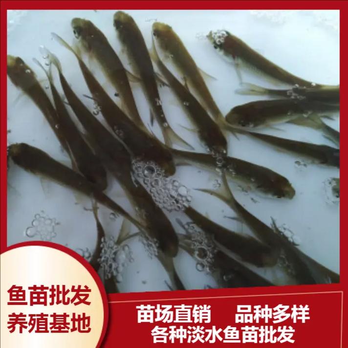 佛山顺德鲈鱼价格今日行情如何？-图3