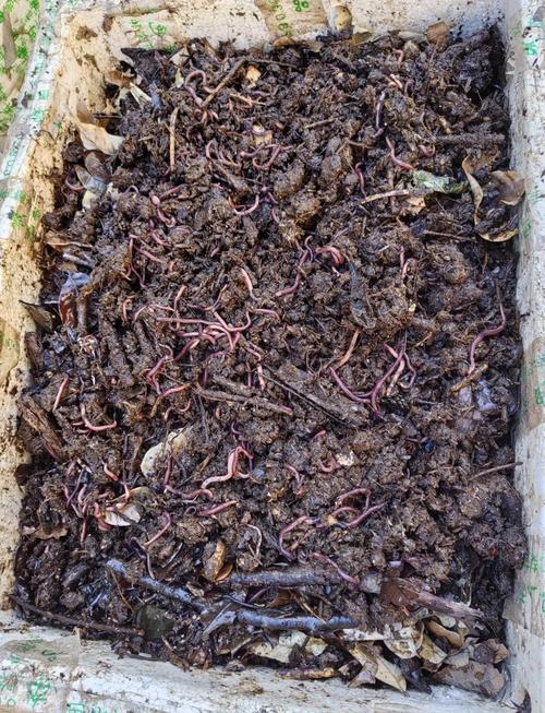 冬天蚯蚓如何保温养殖？-图1
