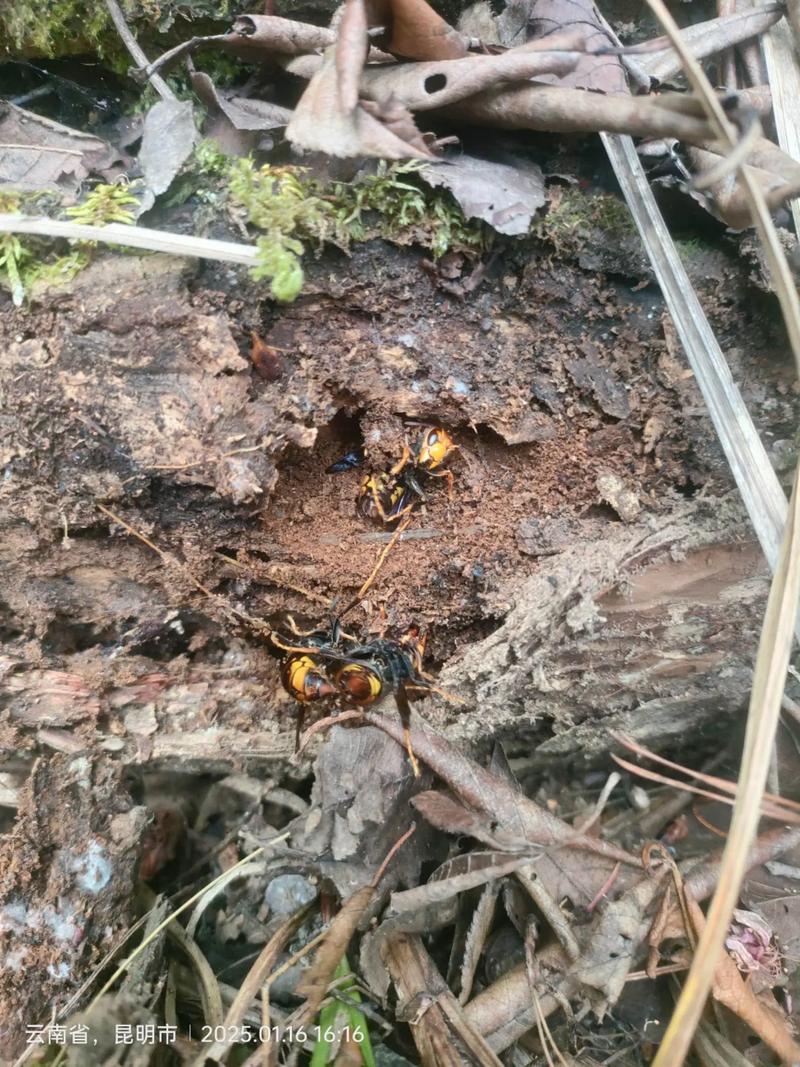 马蜂蜂王如何安全过冬？-图1