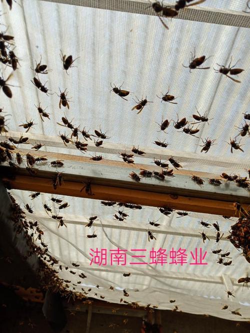 马蜂蜂王如何安全过冬？-图2