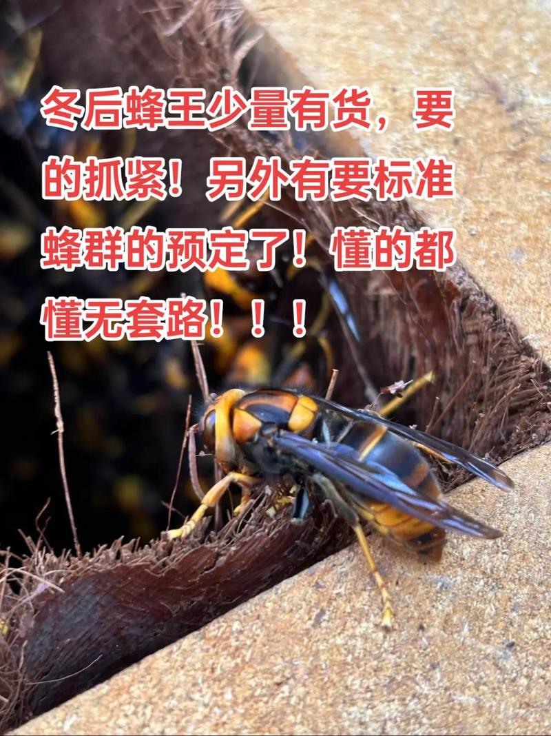 马蜂蜂王如何安全过冬？-图3