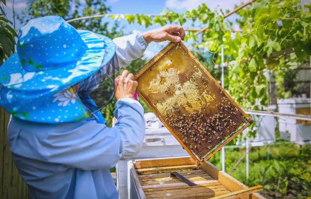 春节养蜂注意管理技术-图1