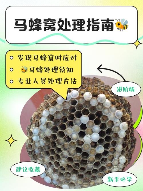 春节养蜂注意管理技术-图2