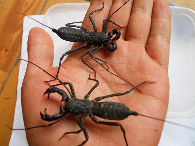 蝎子品种有哪些？附图片。-图1