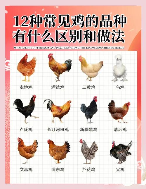 养殖蛋鸡的品种有多少-图1