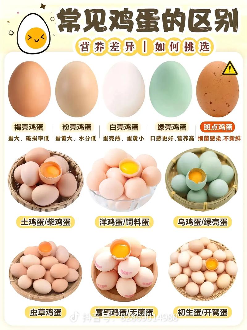 养殖蛋鸡的品种有多少-图2