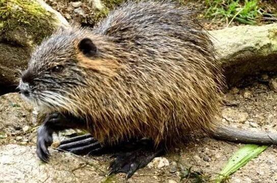 麝香鼠养殖技术巴巴是什么？-图1