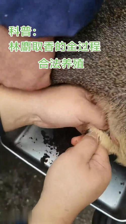 麝香鼠养殖技术巴巴是什么？-图2