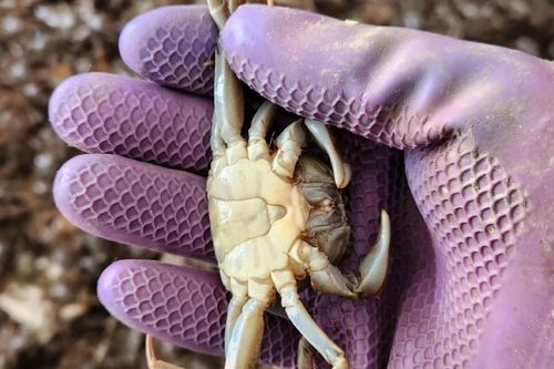 盘锦蟹苗价格今年啥走势？-图1