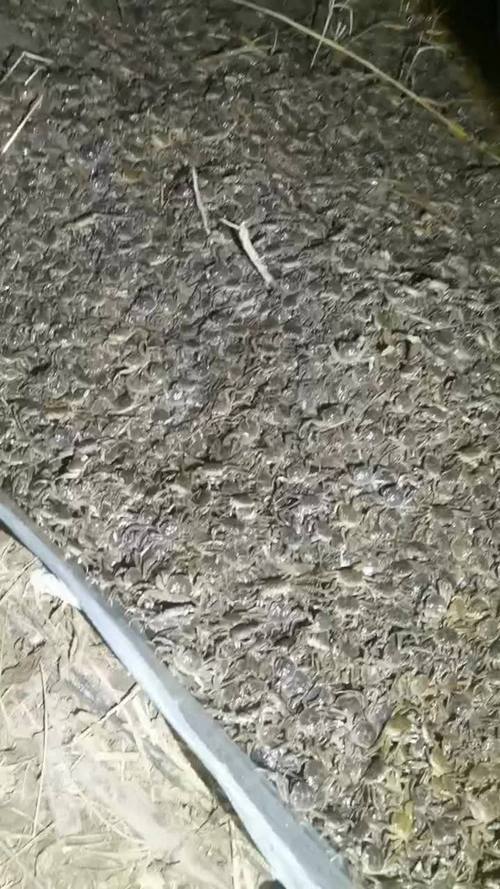 盘锦蟹苗价格今年啥走势？-图2