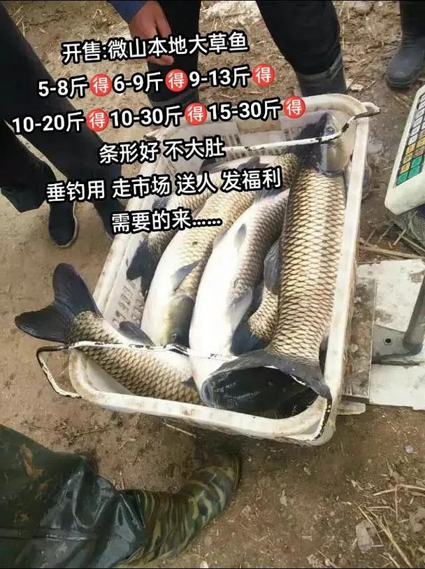 10至15斤草鱼价格-图1