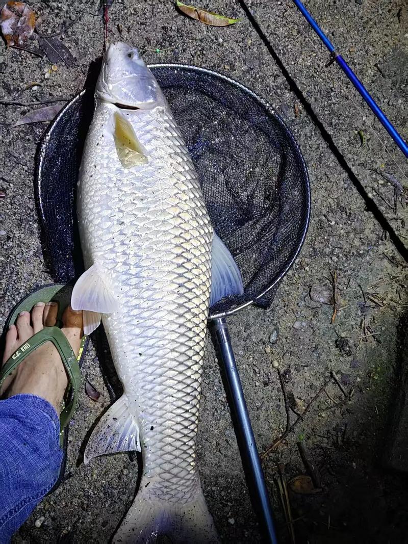 10至15斤草鱼价格-图3